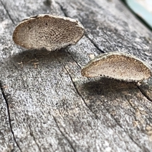 zz Polypore (shelf/hoof-like) at Campbell, ACT - 21 Mar 2023