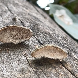 zz Polypore (shelf/hoof-like) at Campbell, ACT - 21 Mar 2023