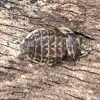 Laxta granicollis (Common bark or trilobite cockroach) at Mount Ainslie to Black Mountain - 20 Mar 2023 by Hejor1