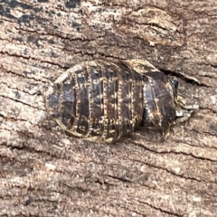Laxta granicollis (Common bark or trilobite cockroach) at Mount Pleasant - 20 Mar 2023 by Hejor1