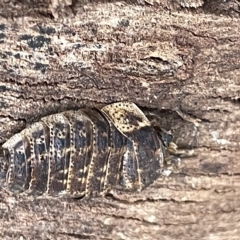 Laxta granicollis at Campbell, ACT - 21 Mar 2023