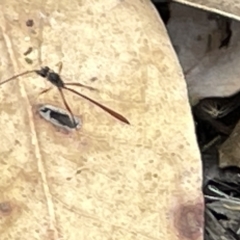 Ichneumonidae (family) (Unidentified ichneumon wasp) at Mount Ainslie to Black Mountain - 21 Mar 2023 by Hejor1