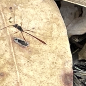 Ichneumonidae (family) at Campbell, ACT - 21 Mar 2023 09:48 AM