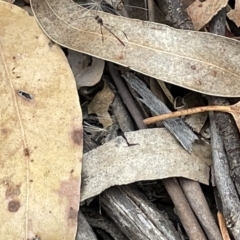 Ichneumonidae (family) at Campbell, ACT - 21 Mar 2023