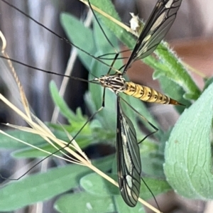 Ptilogyna sp. (genus) at Campbell, ACT - 21 Mar 2023