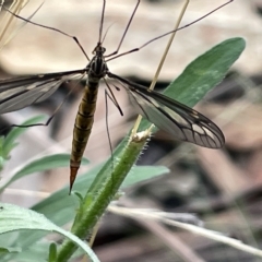 Ptilogyna sp. (genus) at Campbell, ACT - 21 Mar 2023