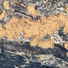 Arcyria sp. (genus) (A slime mould) at Mount Pleasant - 20 Mar 2023 by Hejor1