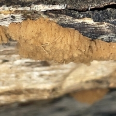 Arcyria sp. (genus) at Campbell, ACT - 21 Mar 2023