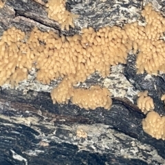 Arcyria sp. (genus) at Campbell, ACT - 21 Mar 2023