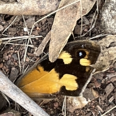 Heteronympha merope (Common Brown Butterfly) at Campbell, ACT - 21 Mar 2023 by Hejor1