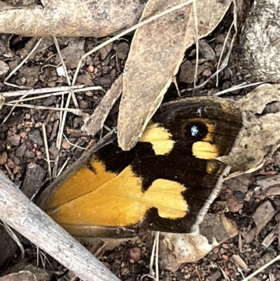 Heteronympha merope (Common Brown Butterfly) at Mount Ainslie to Black Mountain - 20 Mar 2023 by Hejor1