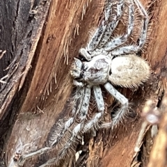 Isopeda sp. (genus) (Huntsman Spider) at Mount Ainslie to Black Mountain - 21 Mar 2023 by Hejor1