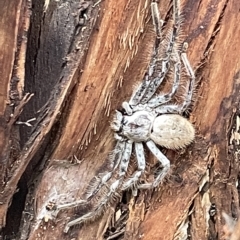 Isopeda sp. (genus) at Campbell, ACT - 21 Mar 2023