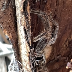 Isopeda sp. (genus) at Campbell, ACT - 21 Mar 2023