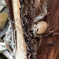 Isopeda sp. (genus) at Campbell, ACT - 21 Mar 2023