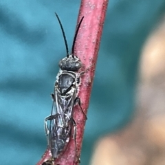 Tiphiidae (family) (Unidentified Smooth flower wasp) at Campbell, ACT - 21 Mar 2023 by Hejor1