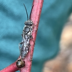 Tiphiidae (family) at Campbell, ACT - 21 Mar 2023 09:28 AM