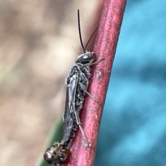 Tiphiidae (family) at Campbell, ACT - 21 Mar 2023 09:28 AM