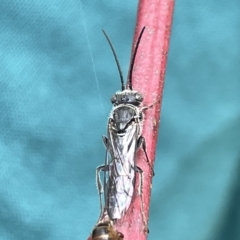 Tiphiidae (family) at Campbell, ACT - 21 Mar 2023 09:28 AM