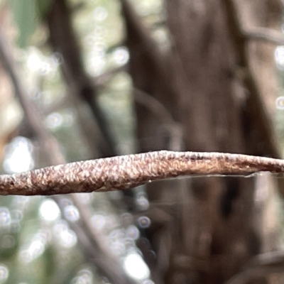 Tetragnatha sp. (genus) at Mount Pleasant - 20 Mar 2023 by Hejor1