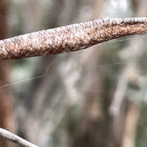 Austracantha minax at Campbell, ACT - 21 Mar 2023