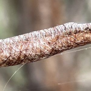 Austracantha minax at Campbell, ACT - 21 Mar 2023