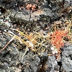 Funaria hygrometrica (Moss) at Mount Ainslie to Black Mountain - 20 Mar 2023 by Hejor1