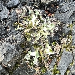 Riccia sp. (genus) at Campbell, ACT - 21 Mar 2023 by Hejor1