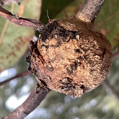 Eucalyptus insect gall at Campbell, ACT - 21 Mar 2023 by Hejor1