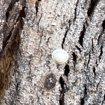 Cryptachaea veruculata at Mount Ainslie to Black Mountain - 20 Mar 2023 by Hejor1