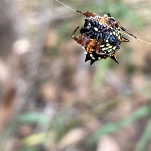 Austracantha minax at Campbell, ACT - 21 Mar 2023