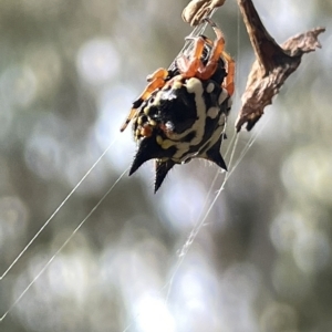 Austracantha minax at Campbell, ACT - 21 Mar 2023 09:55 AM