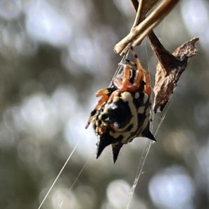 Austracantha minax at Campbell, ACT - 21 Mar 2023 09:55 AM