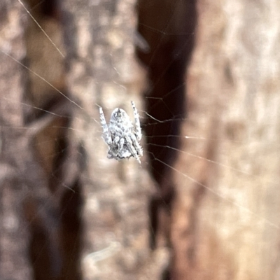 Araneinae (subfamily) (Orb weaver) at Mount Ainslie to Black Mountain - 21 Mar 2023 by Hejor1