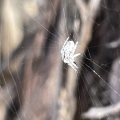 Araneinae (subfamily) at Campbell, ACT - 21 Mar 2023