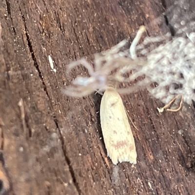 Heteroteucha occidua (A concealer moth (Wingia group)) at Campbell, ACT - 21 Mar 2023 by Hejor1