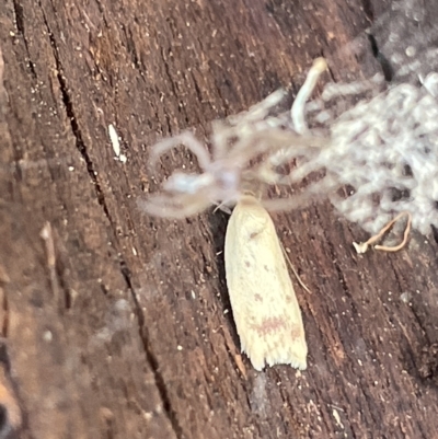 Heteroteucha occidua (A concealer moth) at Mount Ainslie to Black Mountain - 20 Mar 2023 by Hejor1