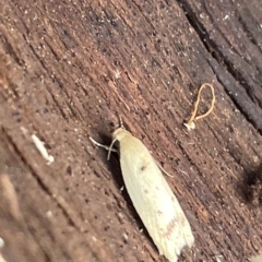 Heteroteucha occidua at Campbell, ACT - 21 Mar 2023 09:13 AM