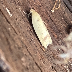 Heteroteucha occidua at Campbell, ACT - 21 Mar 2023 09:13 AM