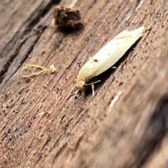 Heteroteucha occidua at Campbell, ACT - 21 Mar 2023 09:13 AM