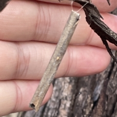 Hemibela (genus) (A Concealer moth) at Mount Ainslie to Black Mountain - 20 Mar 2023 by Hejor1