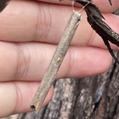 Hemibela (genus) (A Concealer moth) at Mount Ainslie to Black Mountain - 20 Mar 2023 by Hejor1