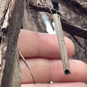 Hemibela (genus) at Campbell, ACT - 21 Mar 2023