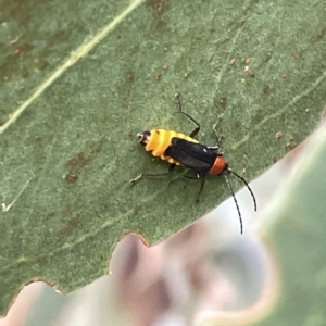 Chauliognathus tricolor at Campbell, ACT - 21 Mar 2023