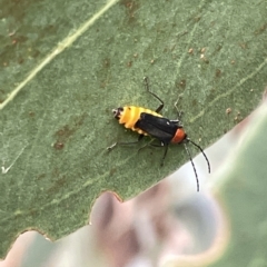 Chauliognathus tricolor (Tricolor soldier beetle) at Mount Ainslie to Black Mountain - 20 Mar 2023 by Hejor1