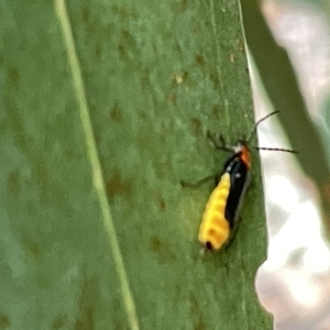 Chauliognathus tricolor at Campbell, ACT - 21 Mar 2023