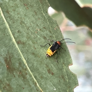 Chauliognathus tricolor at Campbell, ACT - 21 Mar 2023