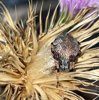 Salsa fuliginata (Sooty Orb-weaver) at Campbell, ACT - 20 Mar 2023 by Hejor1