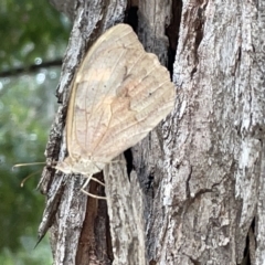 Heteronympha merope (Common Brown Butterfly) at Mount Ainslie to Black Mountain - 20 Mar 2023 by Hejor1