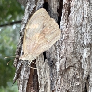 Heteronympha merope at Campbell, ACT - 21 Mar 2023 08:54 AM